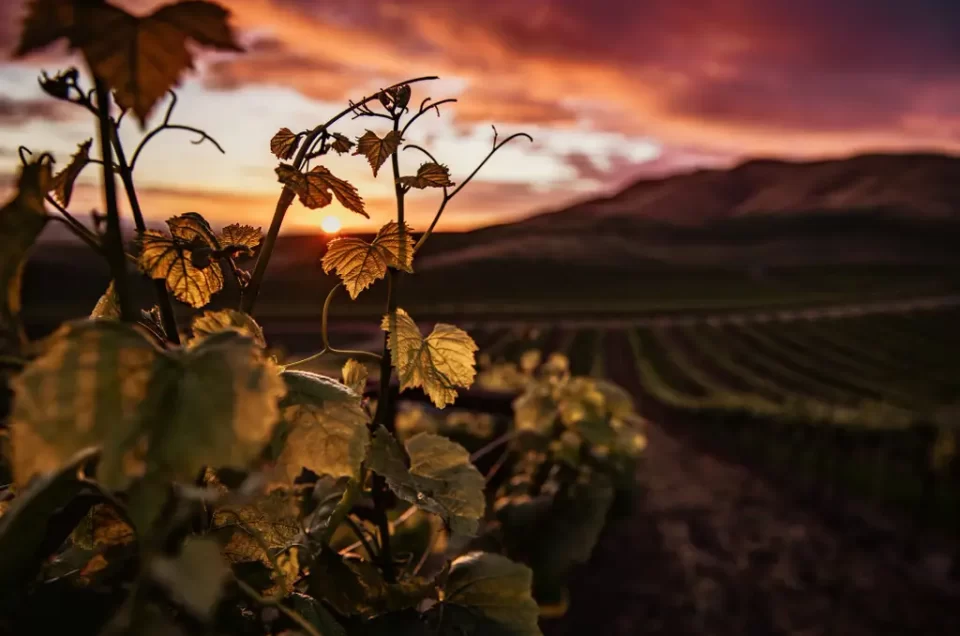 Primer plano de hojas de parra de uva verdes que se usan para los Vinos de Armenia con un hermoso paisaje verde de fondo en un amanecer